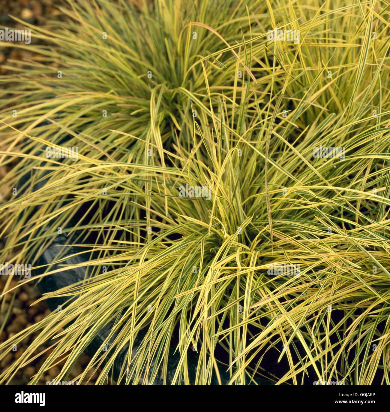 Deschampsia cespitosa - `Northern Lights'   GRA101309 Stock Photo